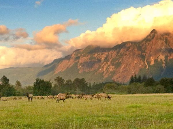 elk