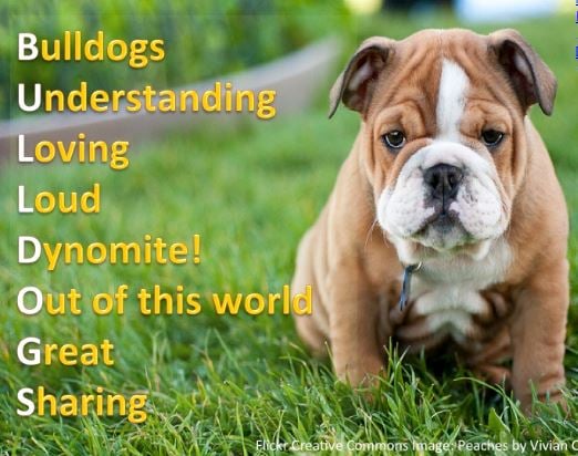 bulldog